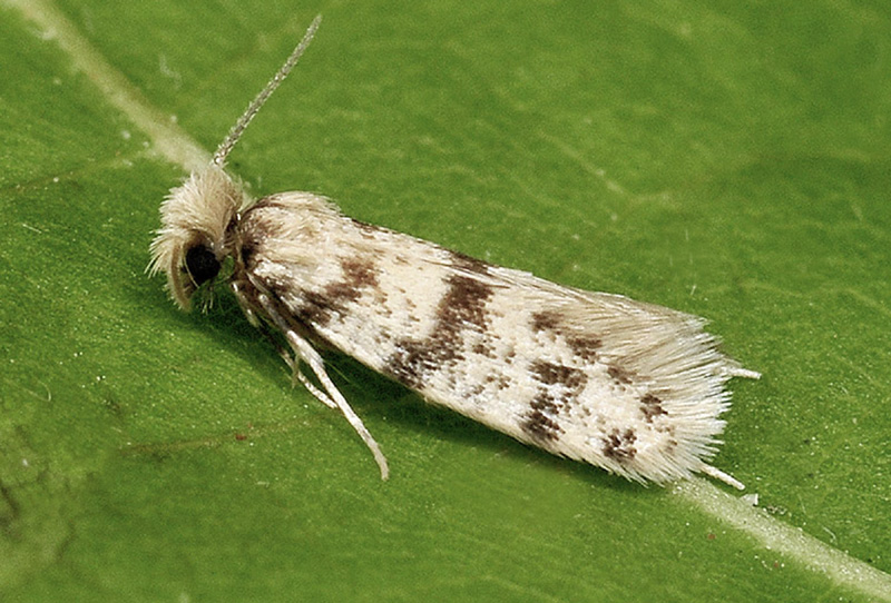 Psychidae: Eumasia parietariella